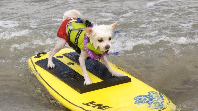 Loews Surf Dog Bobby